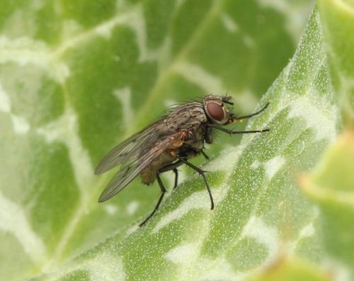 Réf. 318 571 : Helina evecta